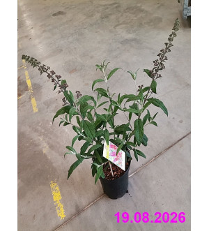 Buddleja dav. 'Flower Power' C 2,5 L